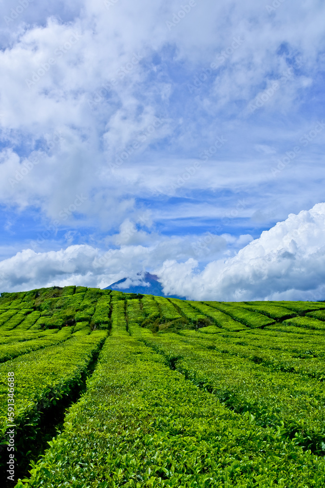view of Kayu Aro tea garden, Mount Kerinci, Jambi