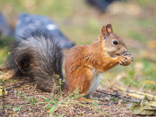 Autumn squirrel with nut sits on green grass with fallen yellow leaves © Dmitrii Potashkin