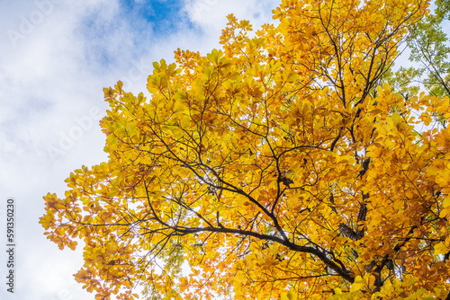 Oak branches with yellow leaves in autumn against a blue sky