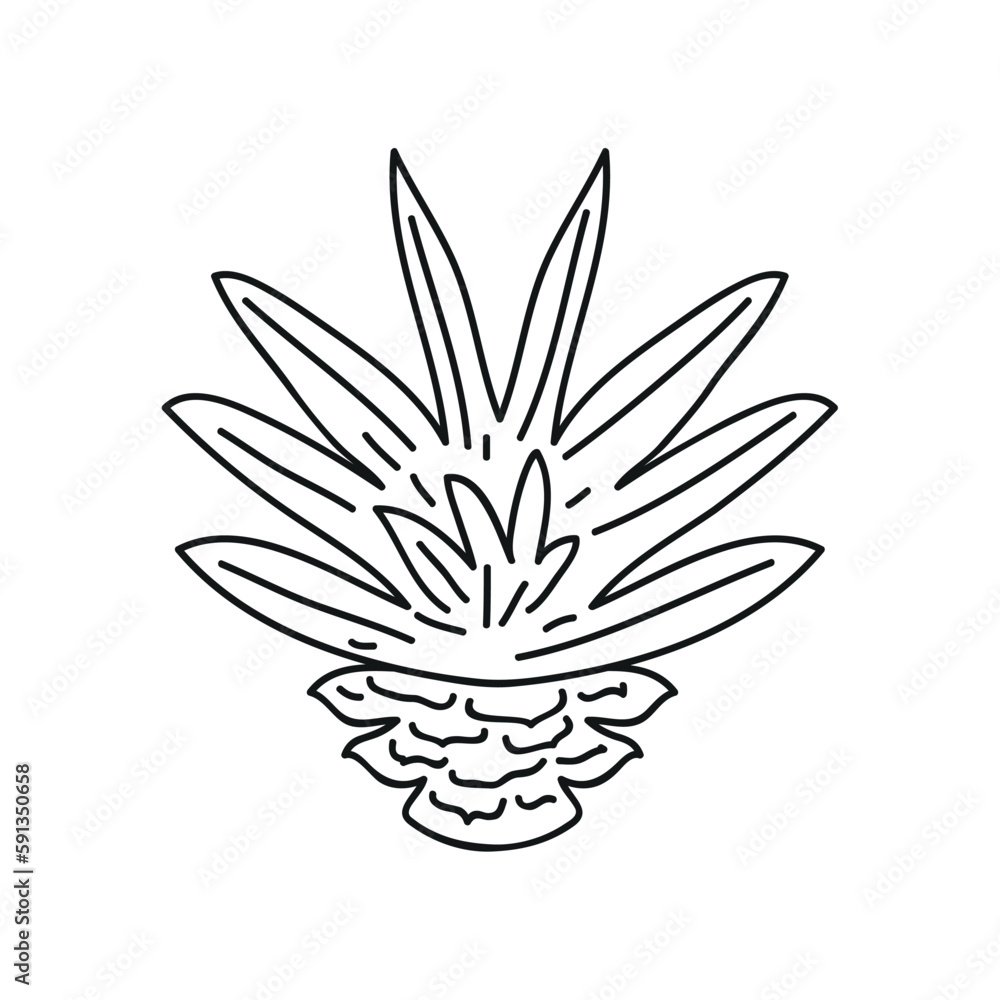 botanical nature plant botanical nature plant