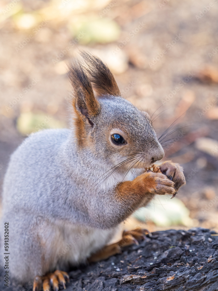 The squirrel with nut sits on tree in the autumn. Eurasian red squirrel, Sciurus vulgaris. The squirrel with nut sits on tree in the autumn. Eurasian red squirrel, Sciurus vulgaris.