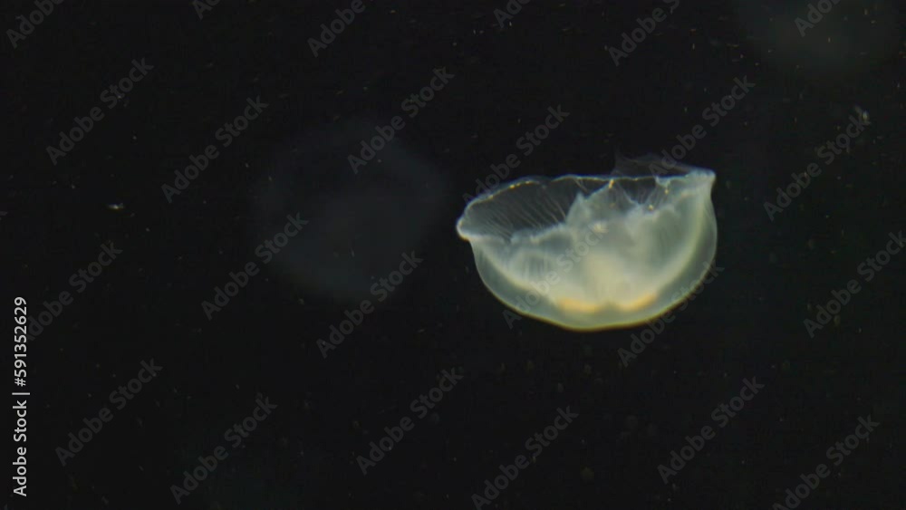 Close up 4K of translucent jellyfish swimming in aquarium tank shows beautiful and colorful natural animal for traveller. Jellyfish is dangerous sea animal with poisonous tentacles for diving people. Close up 4K of translucent jellyfish swimming in aquarium tank shows beautiful and colorful natural animal for traveller. Jellyfish is dangerous sea animal with poisonous tentacles for diving people.