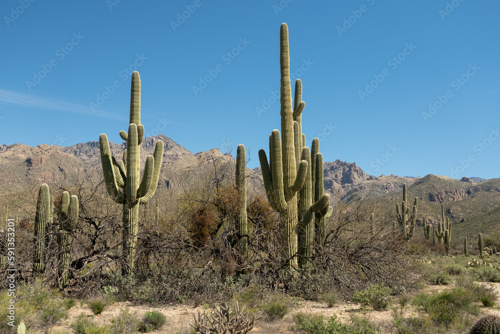 Saguaro cactus field in Sabino Canyon Tucson Arizona