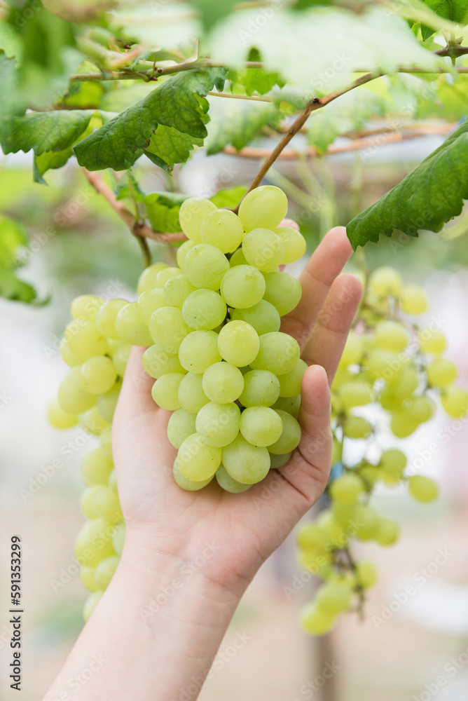 grapes fruit in vineyard