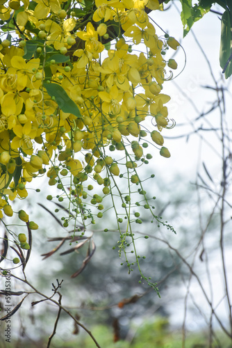  A bunch of Yellow flower Kani Konna, Happy Vishu Festival in Kerala Selective focus photo