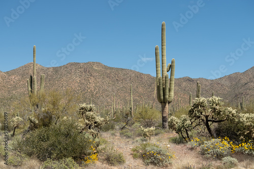 Cactus field and a road in Saguaro National Park Tucson Arizona