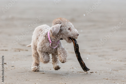 Bedlington Terrier puppy on a walk quickly runs across the sand with a stick in his mouth © Евгения Глинская