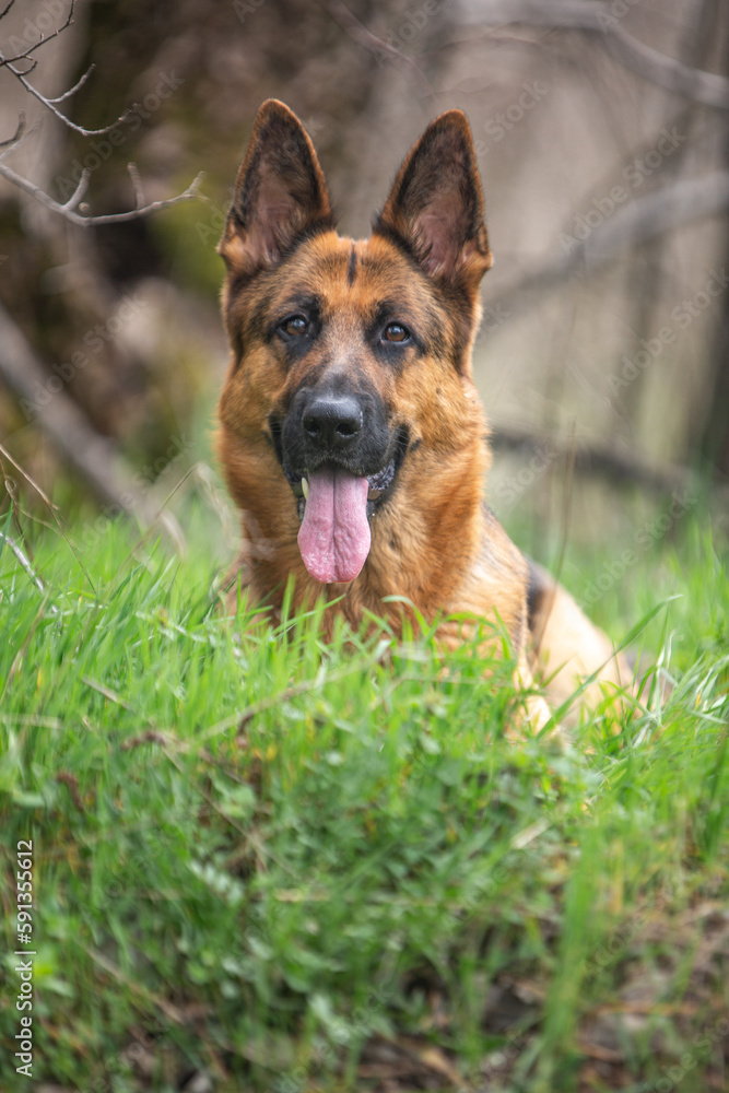 German Shepherd in the spring in the grass German Shepherd in the spring in the grass