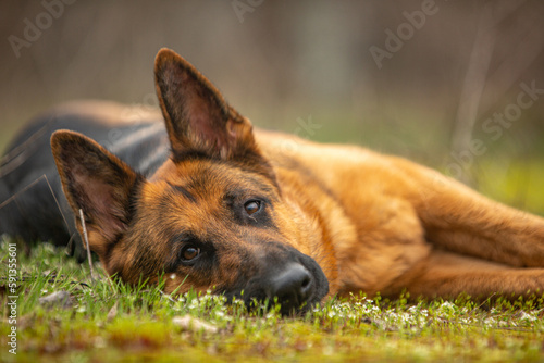 german shepherd dog photo