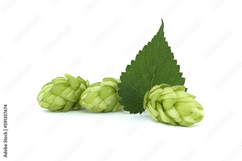 Fototapeta premium Hop cones with leaf over a white background