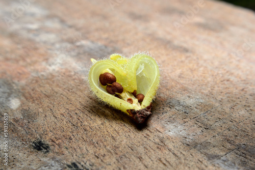 Impatiens balsamina L, flowers with seeds