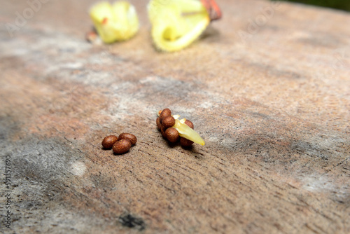 Impatiens balsamina L, flowers with seeds