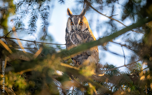 Long eared owl ( Asio otus ) photo