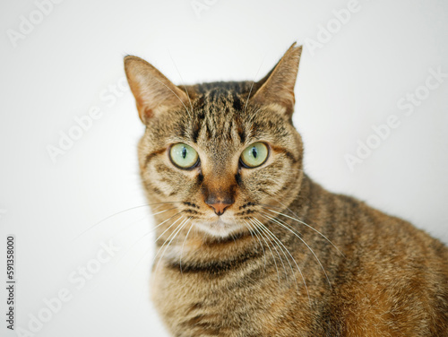 portrait of a cat © myotta