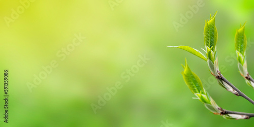 Branch with little green leaves in blurred background with sunlight. Springtime banner, copy space.