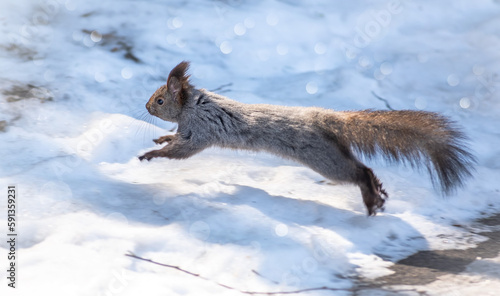 squirrel running in the snow