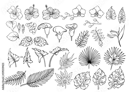 Tropical flowers and leaves set. Exotic jungle plants. Vector illustrations.