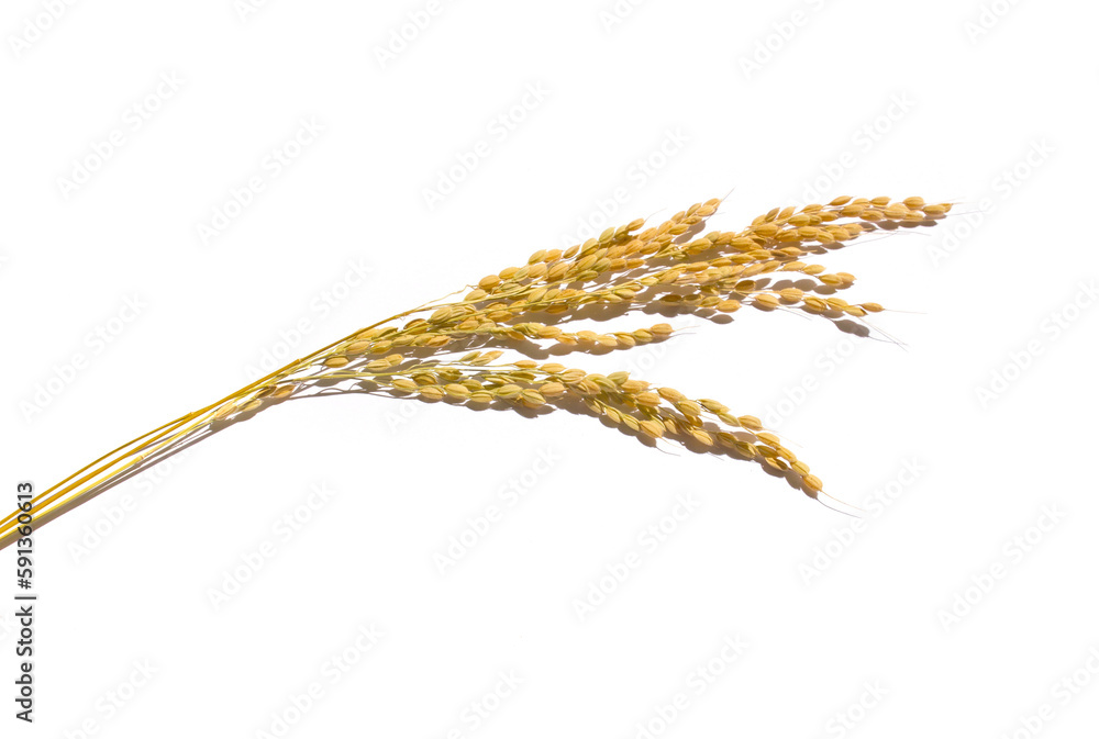 Ears of rice isolated on white background Ears of rice isolated on white background