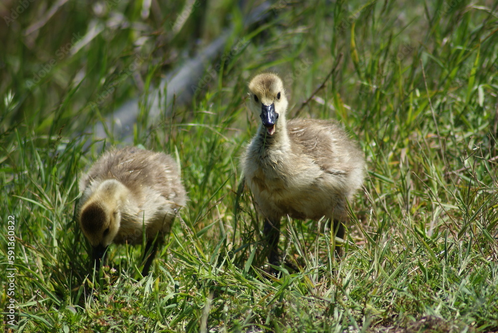 Obraz premium Canadian Geese