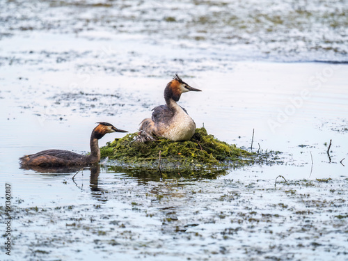 A pair of water birds, Great Crested Grebe, feeding chick at nest.