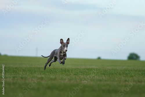 greyhound dog runs on the lawn. Whippet puppy plays on grass. Active pet outdoors © annaav