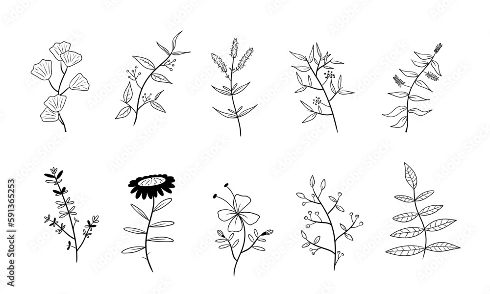 vector set of botanical leaf doodle wildflower line art isolate on white background	
