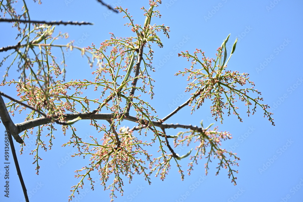 Chinese pistache ( Pistacia chinensis ) tree. Anacardiaceae deciduous