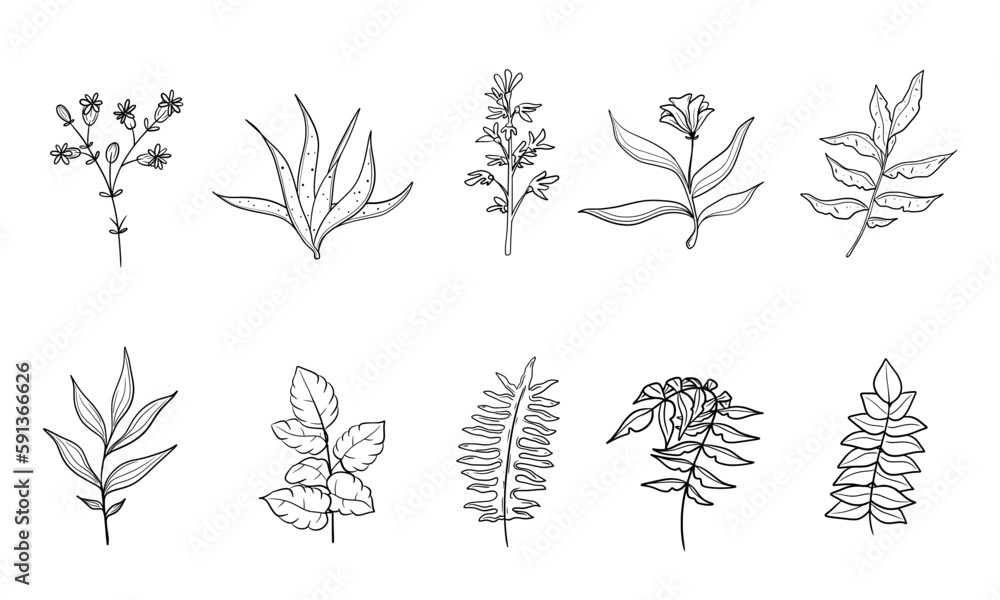 vector set of botanical leaf doodle wildflower line art isolate on white background
vector set of botanical leaf doodle wildflower line art isolate on white background