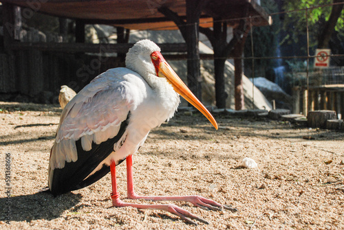 Sleepy bird enjoying sunshine