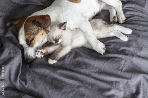 Fotografie, Obraz Dog and cat sleeping together