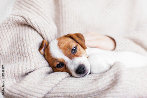 Little puppy is lying in the arms of the owner photo