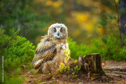 Young Siberian eagle owl (Bubo bubo sibiricus) in a pine forest at sunrise. photo
