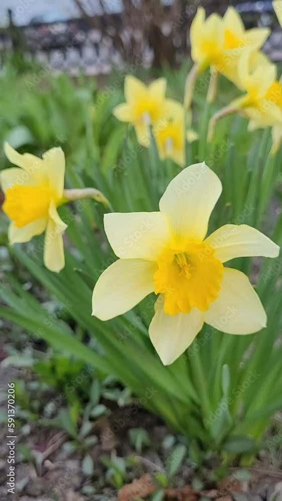 Vertical video with Narcissus. Yellow Tulip in the garden. First Spring Flower. Jonquil. Vertical video with Narcissus. Yellow Tulip in the garden. First Spring Flower. Jonquil.