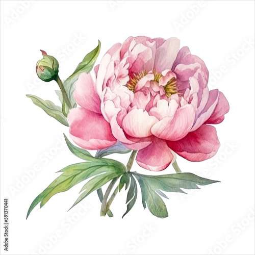 Peony flower isolated in white background. watercolor vector for wedding invitation, printing, sublimation, mug, tshirt, tumbler