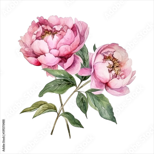 Peony flower isolated in white background. watercolor vector for wedding invitation, printing, sublimation, mug, tshirt, tumbler