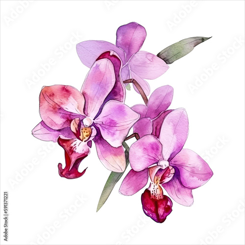 Orchid flower isolated in white background. watercolor vector for wedding invitation, printing, sublimation, mug, tshirt, tumbler