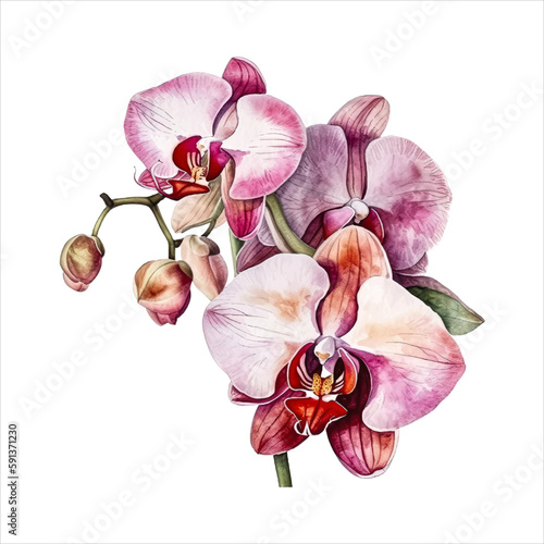 Orchid flower isolated in white background. watercolor vector for wedding invitation, printing, sublimation, mug, tshirt, tumbler