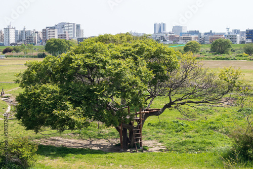 A single tree on a riverbed - 河川敷の一本の木 (ID: 591372415)