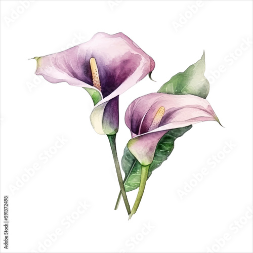 Calla lily flower isolated in white background. watercolor vector for wedding invitation, printing, sublimation, mug, tshirt, tumbler