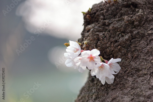 桜