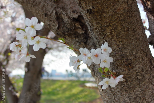 桜
