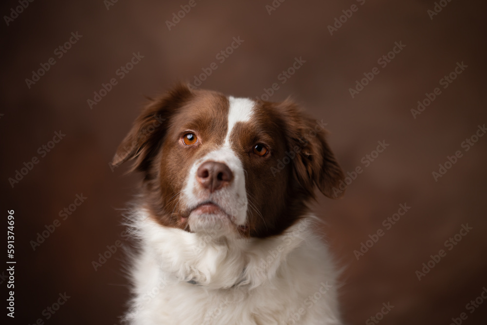 Shallow depth of field studio pet portrait of young rescue mixed breed spaniel retriever working dog
