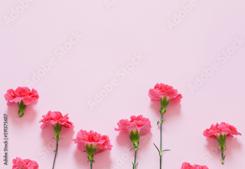pink carnation flowers on pink background