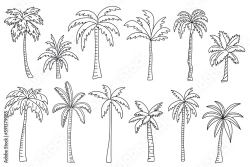 Palm vector illustration. Doodle hand drawn line ink style © AlexxxA