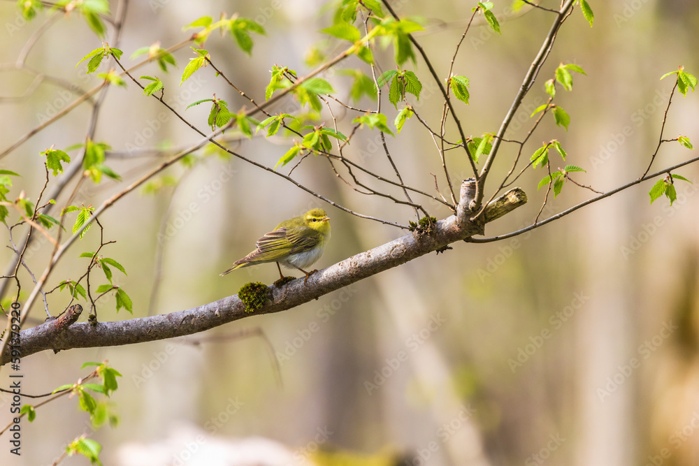 Willow warbler sitting on a lush branch Willow warbler sitting on a lush branch