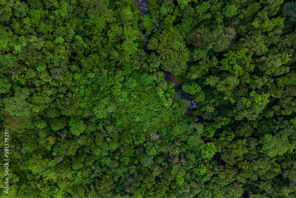 aerial view of tropical forest pattern in green color
