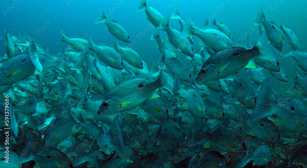 Large school of One Spotted trevally fish in Thailand Large school of One Spotted trevally fish in Thailand