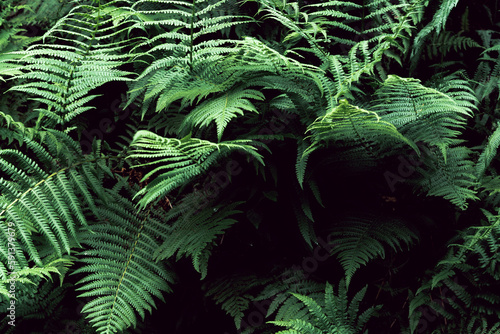 Green ferns and dark shadows