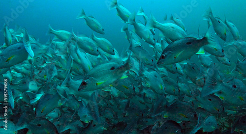 Large school of One Spotted trevally fish in Thailand