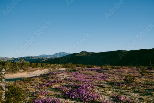 Purple sand verbena flowers with mountains in background photo